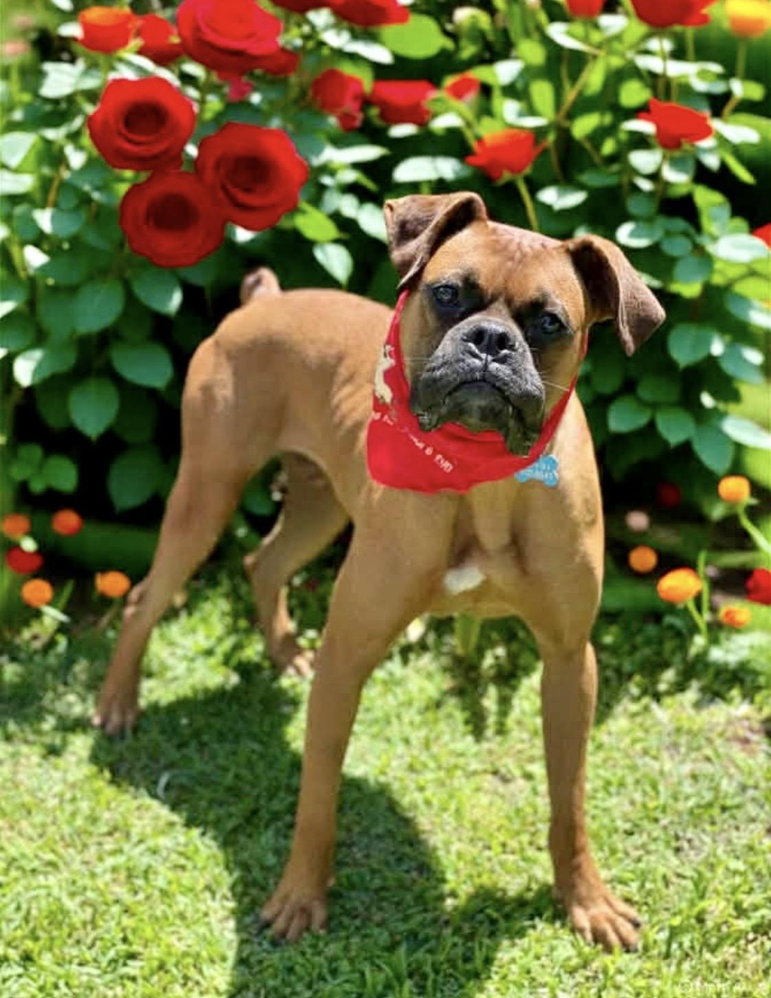 Enlarge Jack, a ADOPTABLE Boxer in North Hollywood, CA image 6/6