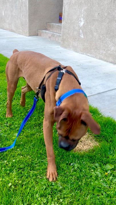 Enlarge Jack, a ADOPTABLE Boxer in North Hollywood, CA video 3/3