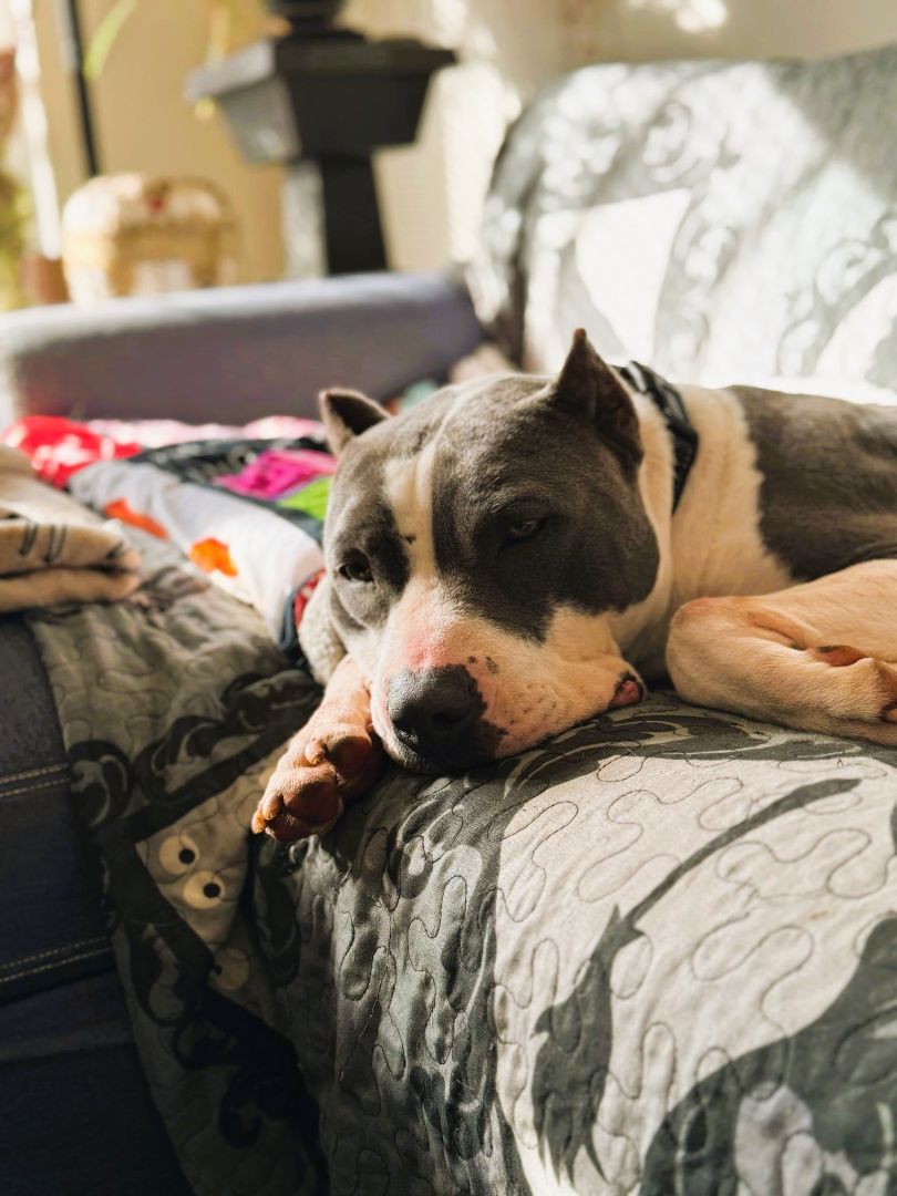 Enlarge Blitzen, a Adoptable Pit Bull Terrier in Denver, NC image 1/6