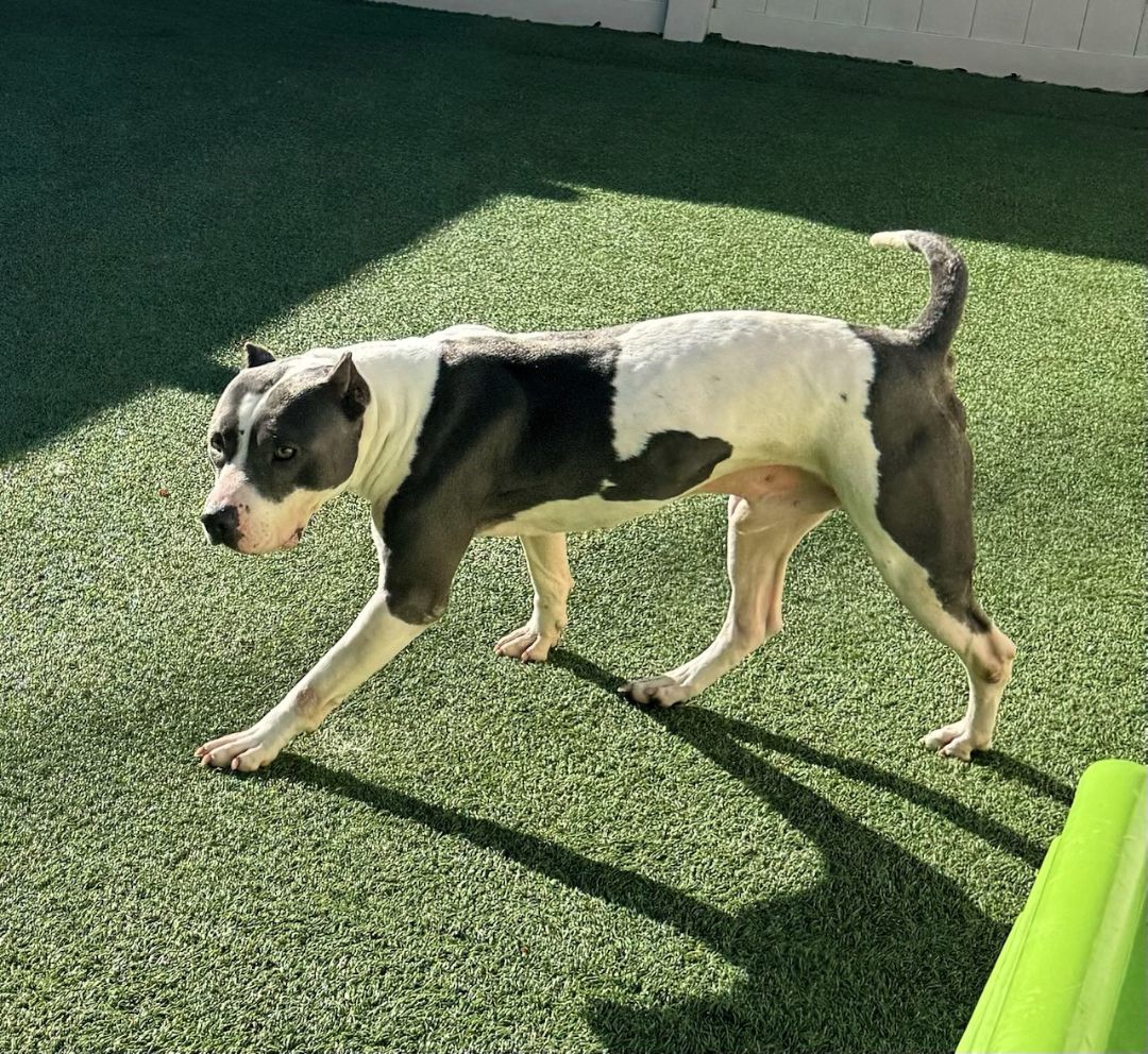 Enlarge Blitzen, a Adoptable Pit Bull Terrier in Denver, NC image 2/6