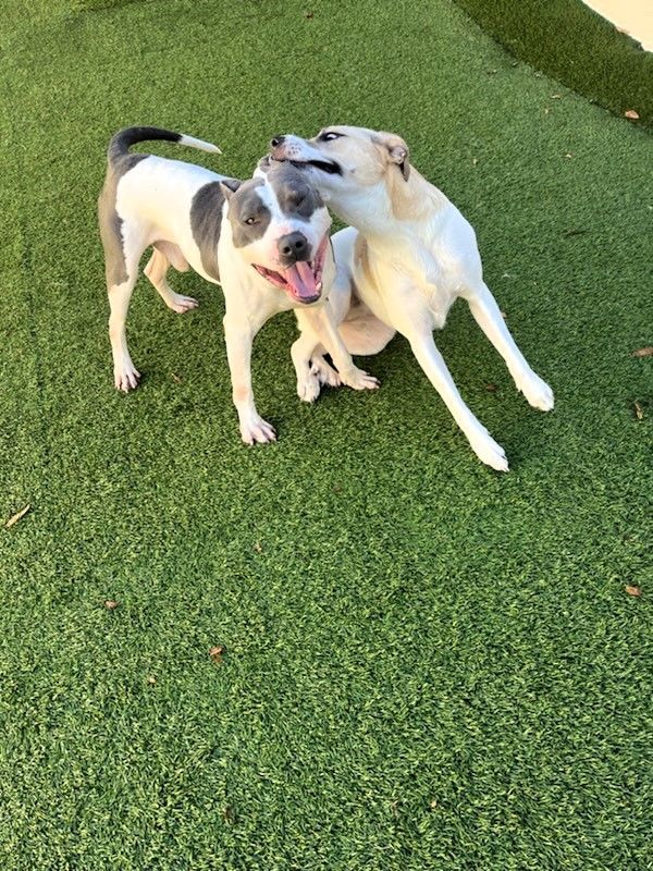 Enlarge Blitzen, a Adoptable Pit Bull Terrier in Denver, NC image 3/6