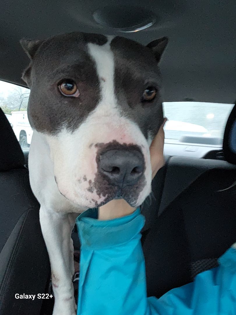 Enlarge Blitzen, a Adoptable Pit Bull Terrier in Denver, NC image 4/6