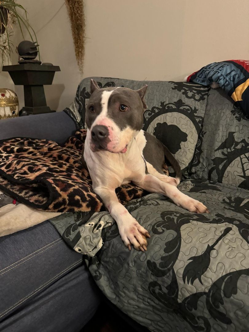 Enlarge Blitzen, a Adoptable Pit Bull Terrier in Denver, NC image 6/6