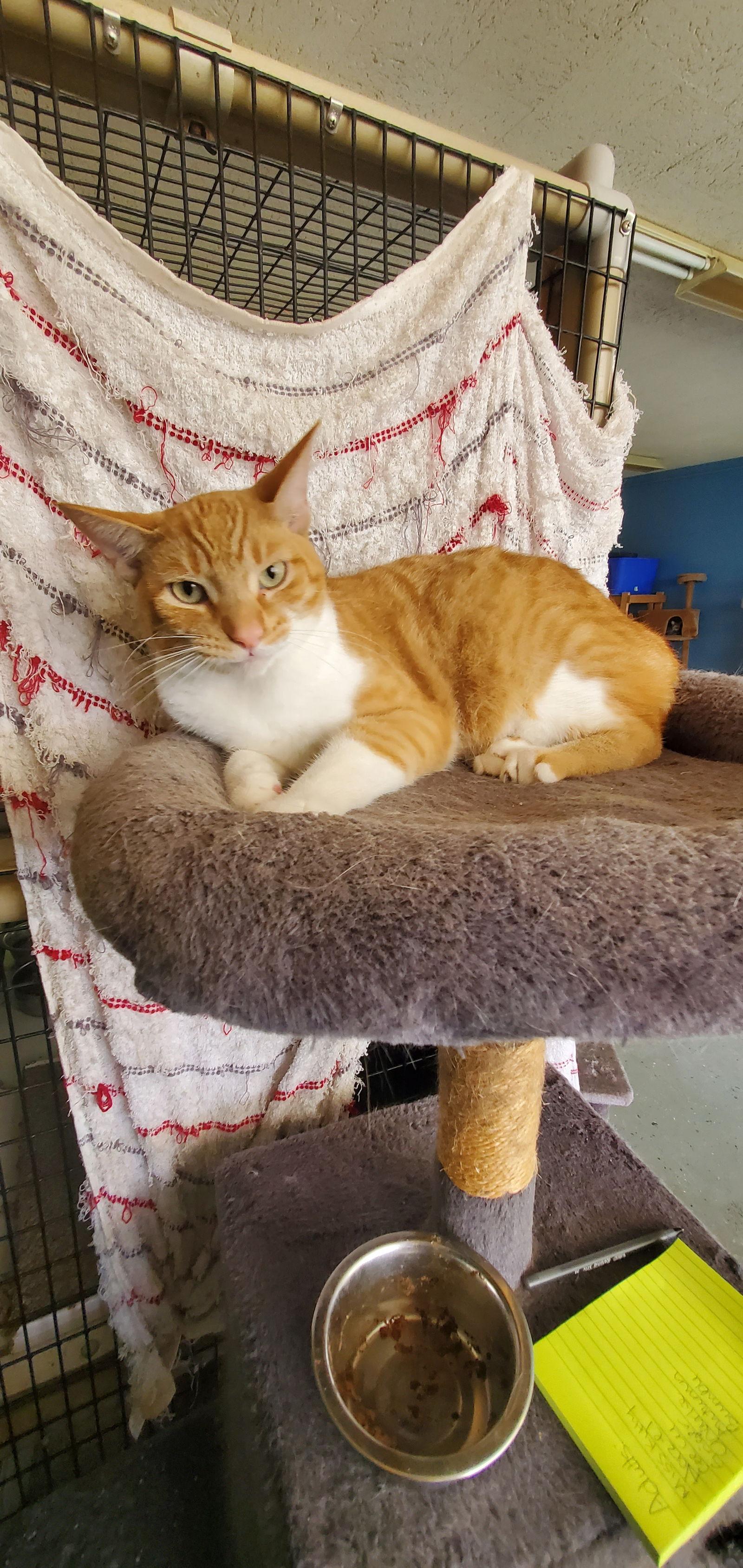 Enlarge Thor, a Adoptable Domestic Short Hair in Boston, KY image 1/4