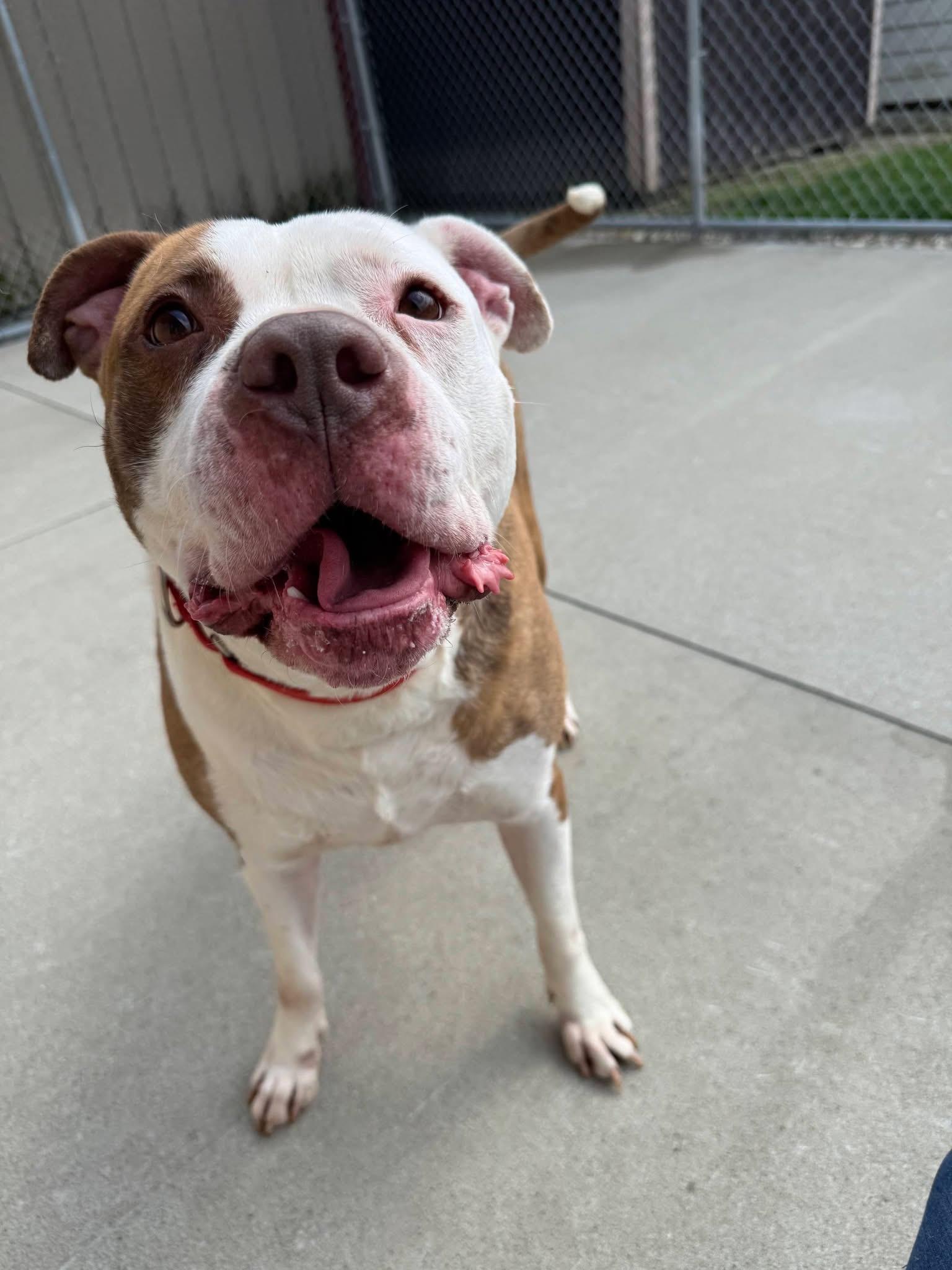 Stone, a Adoptable mixed breed in Mansfield, OH image 3/4