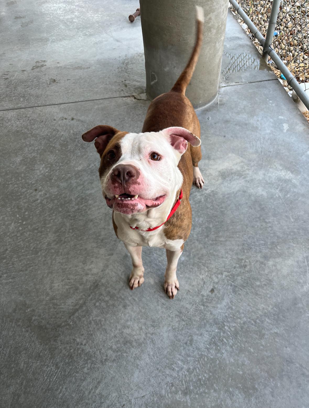 Stone, a Adoptable mixed breed in Mansfield, OH image 1/2