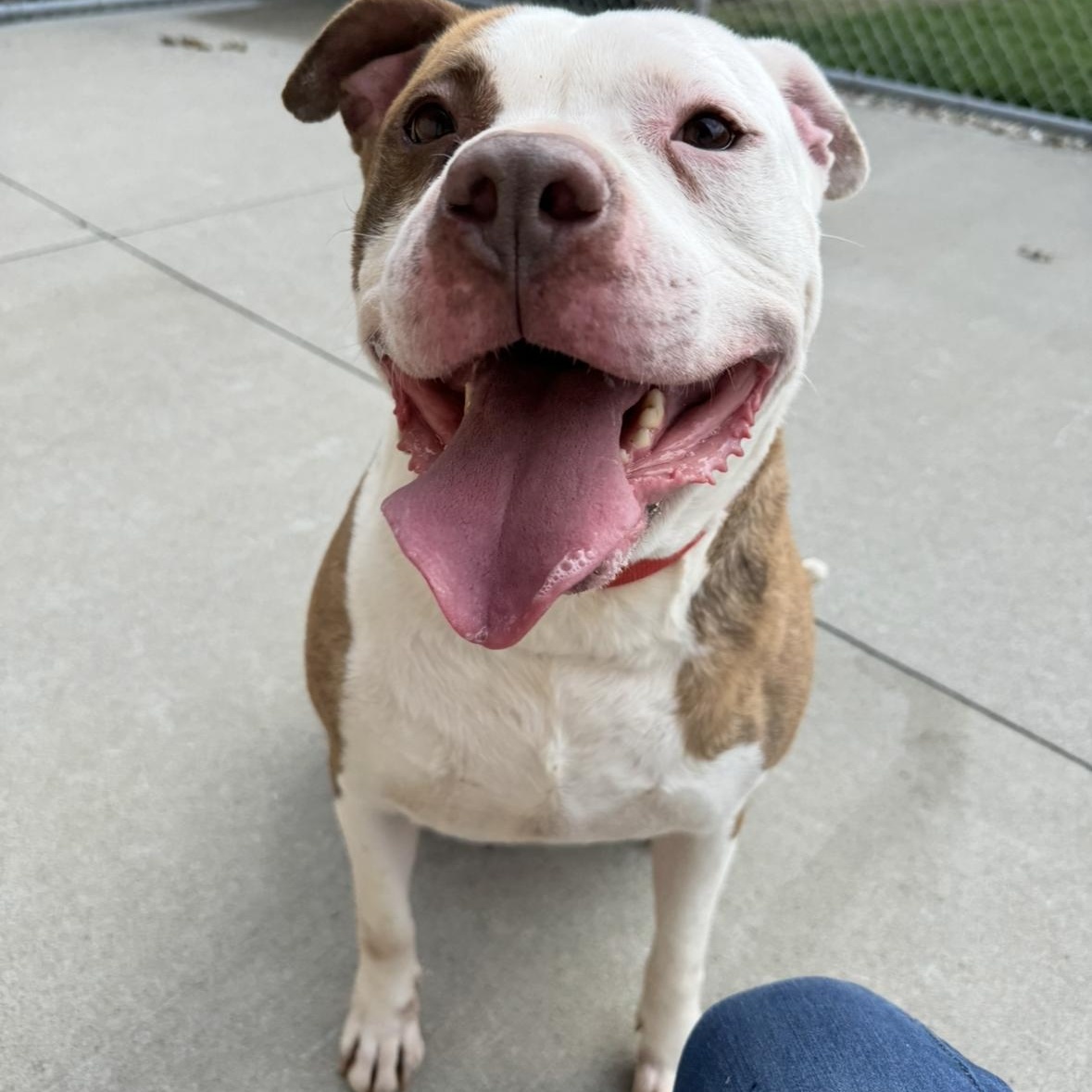 Stone, Adoptable, Adult Male Terrier.