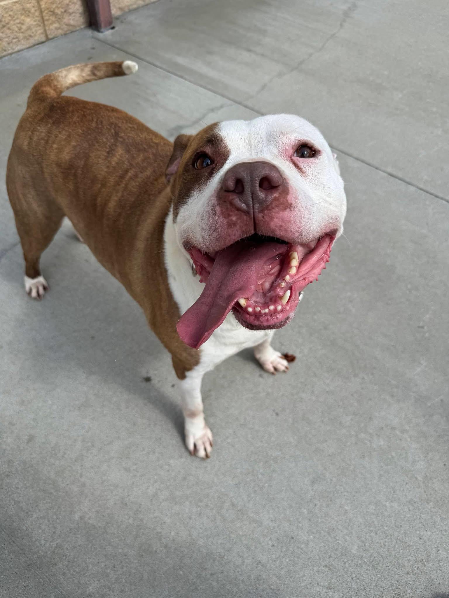 Stone, a Adoptable mixed breed in Mansfield, OH image 2/4