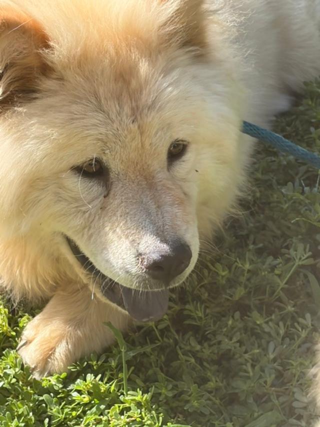 Enlarge Bella and Stella pending adoption, an adopted Chow Chow in Sacramento, CA image 4/4
