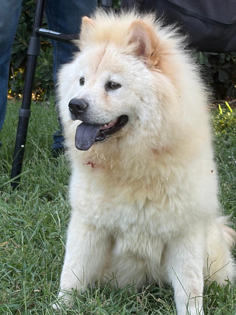 Bella and Stella pending adoption, adopted, Young Female Chow Chow.
