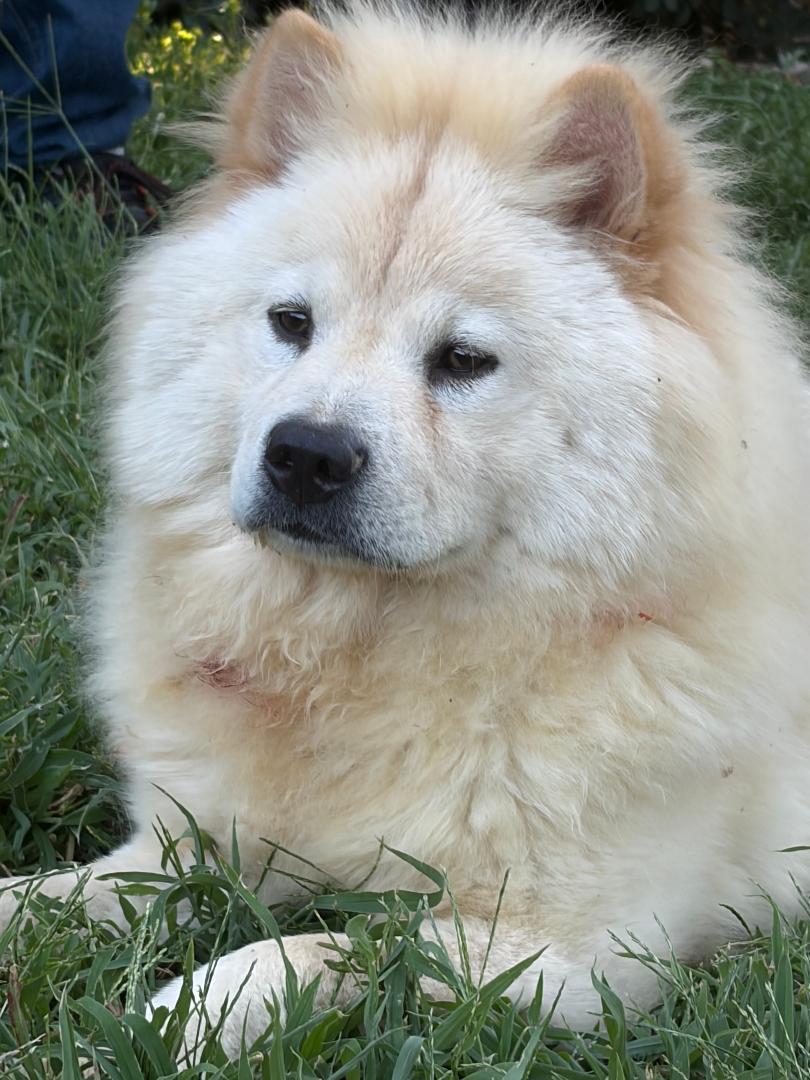 Enlarge Bella and Stella pending adoption, an adopted Chow Chow in Sacramento, CA image 2/4