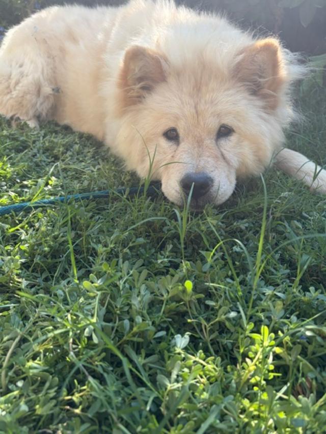 Enlarge Bella and Stella pending adoption, an adopted Chow Chow in Sacramento, CA image 3/4