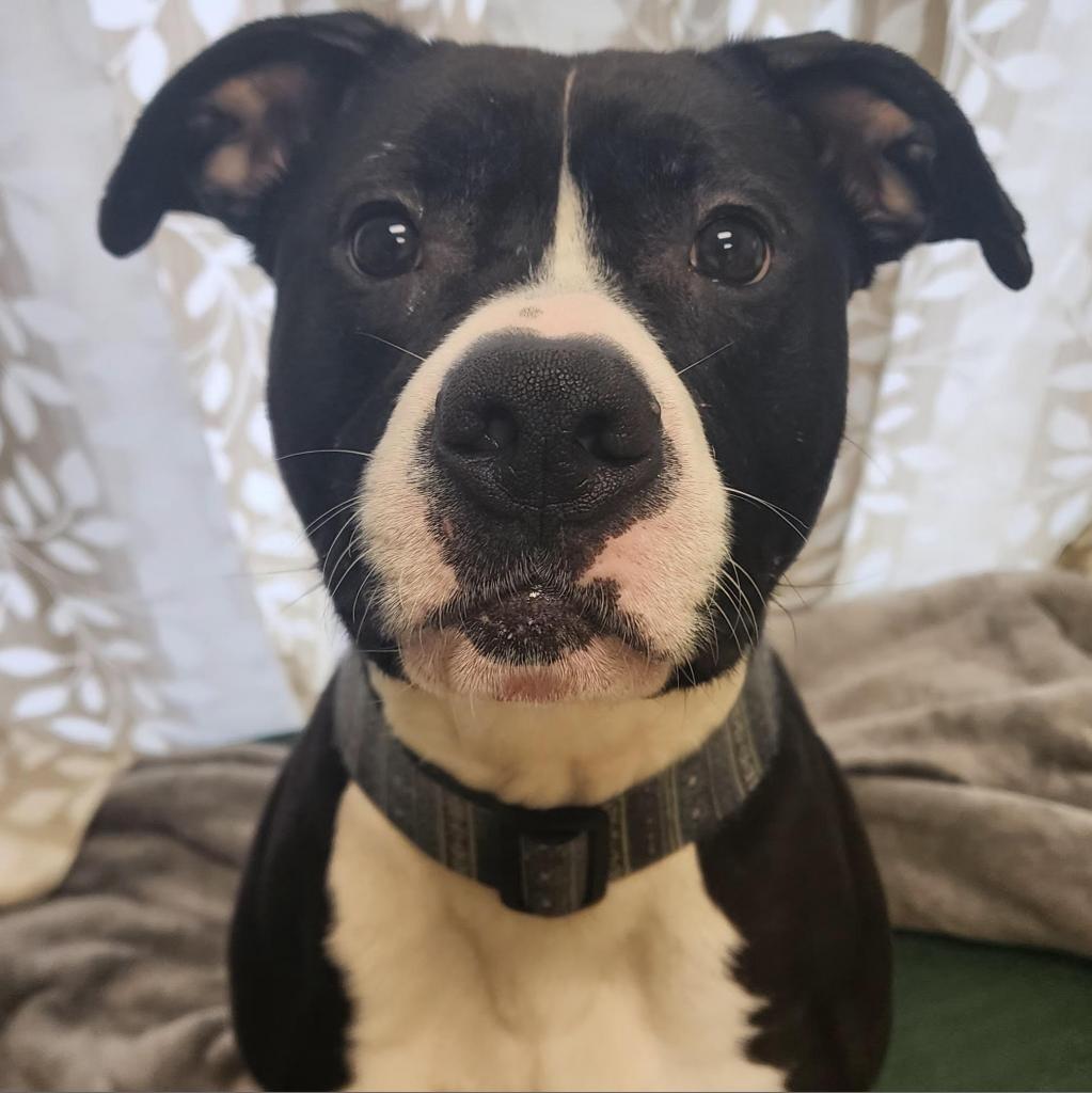 Enlarge Willow, a Adoptable mixed breed in Warren, PA image 1/1