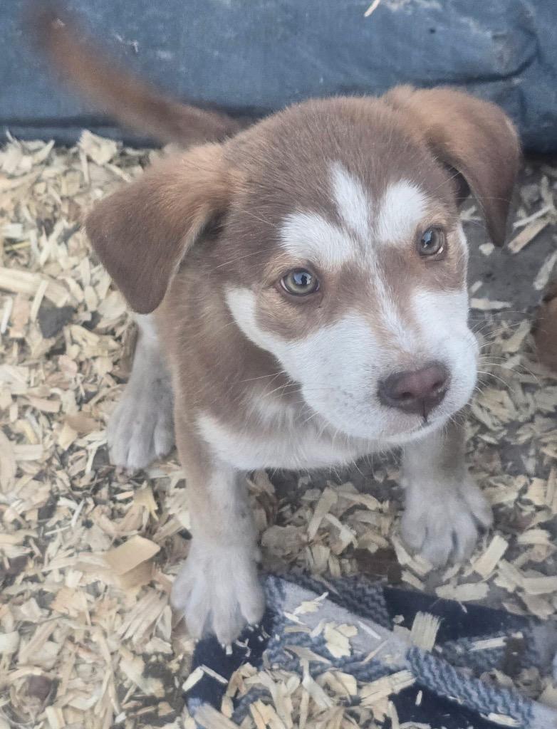 Chino, Adopted, Puppy Male Husky & Labrador Retriever.