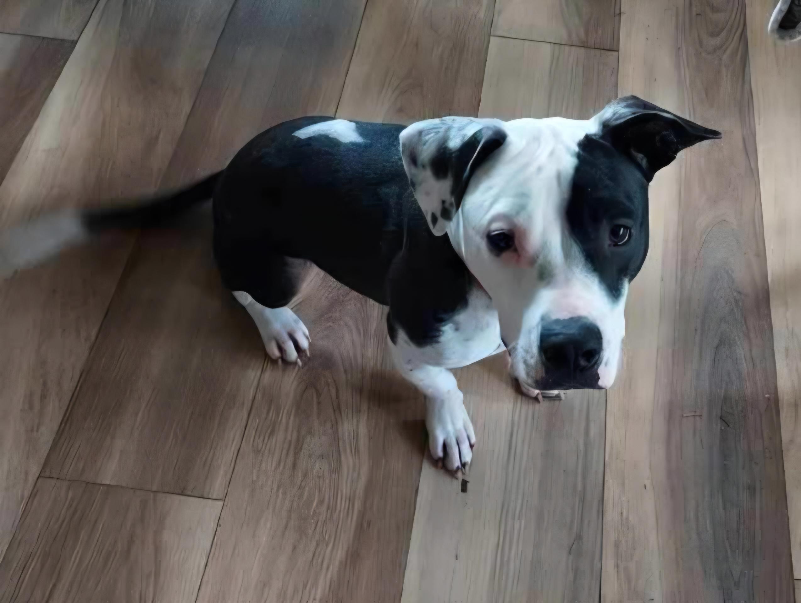 Enlarge Snoopy, a Adoptable mixed breed in Roseburg, OR image 5/6