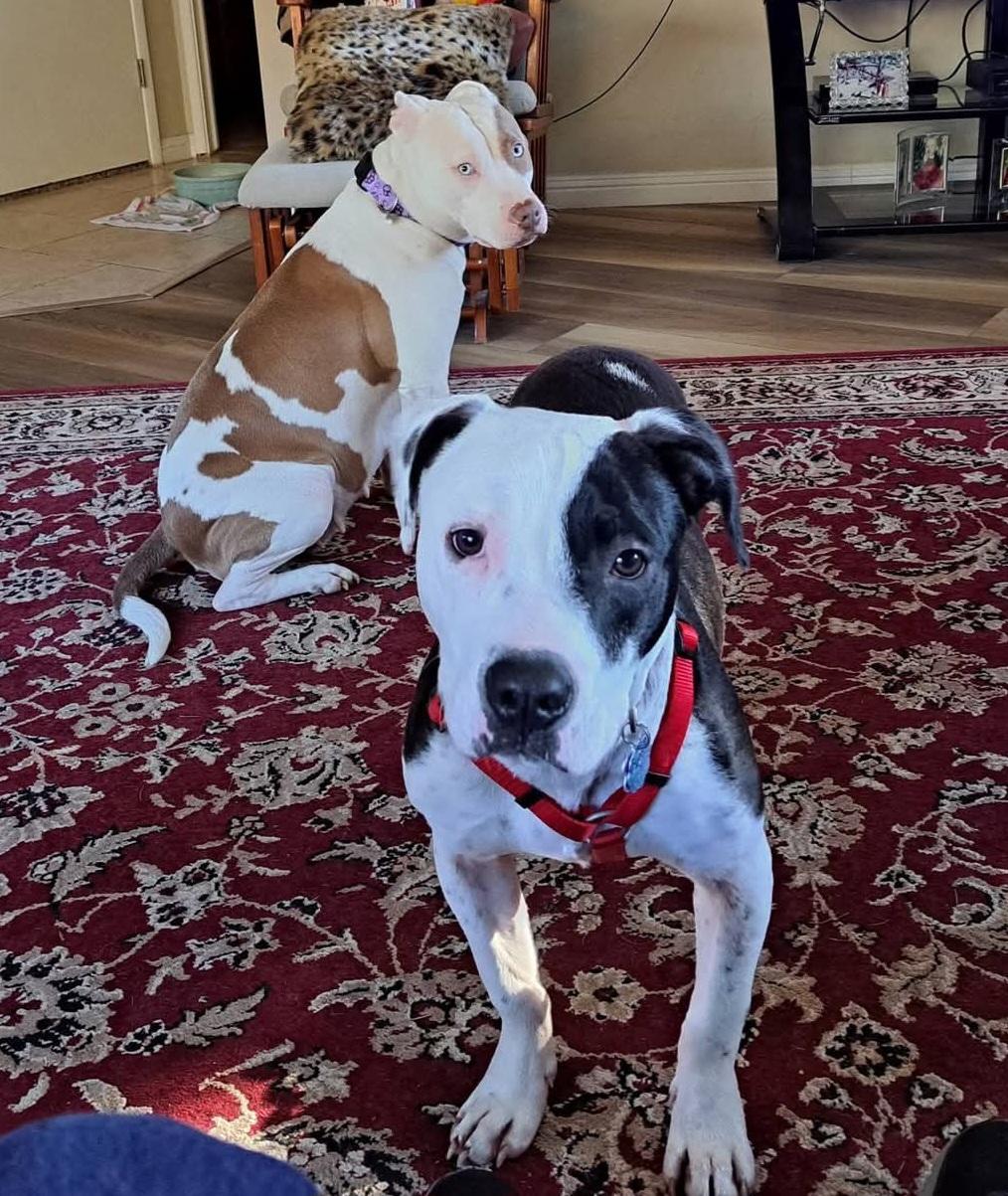 Enlarge Snoopy, a Adoptable mixed breed in Roseburg, OR image 6/6