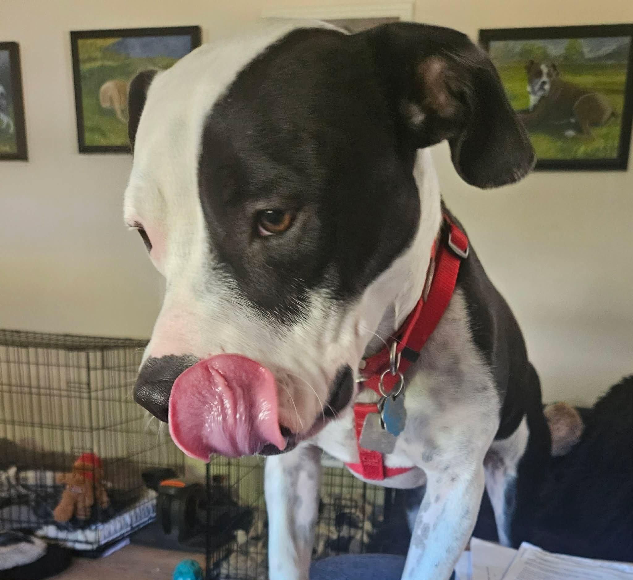 Snoopy, a Adoptable mixed breed in Roseburg, OR image 3/5