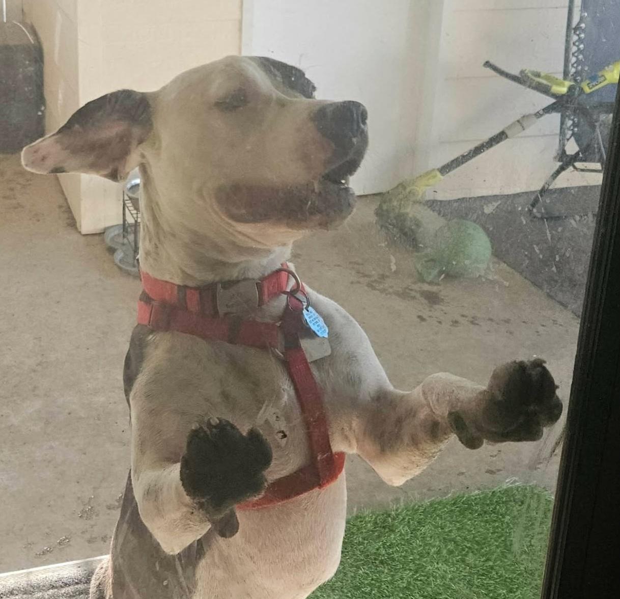 Snoopy, a Adoptable mixed breed in Roseburg, OR image 2/5