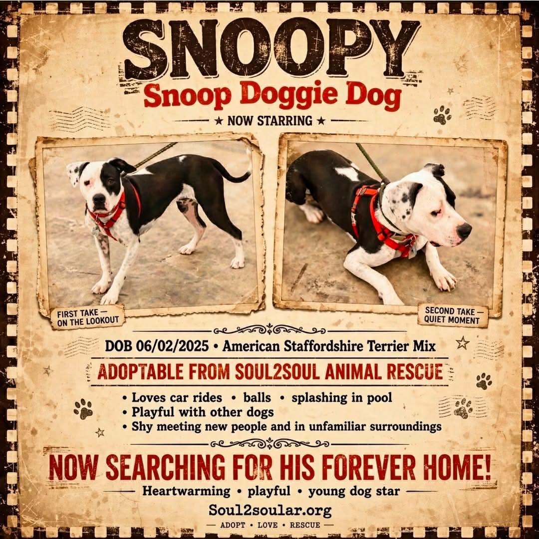 Snoopy, a Adoptable mixed breed in Roseburg, OR image 1/6