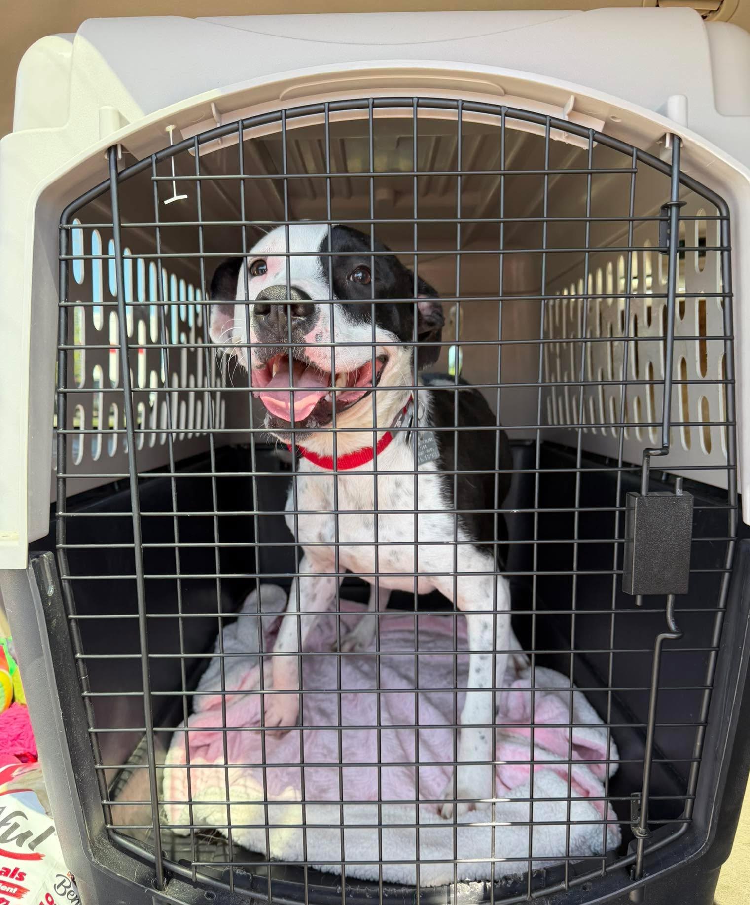 Enlarge Snoopy, a Adoptable mixed breed in Roseburg, OR image 4/6