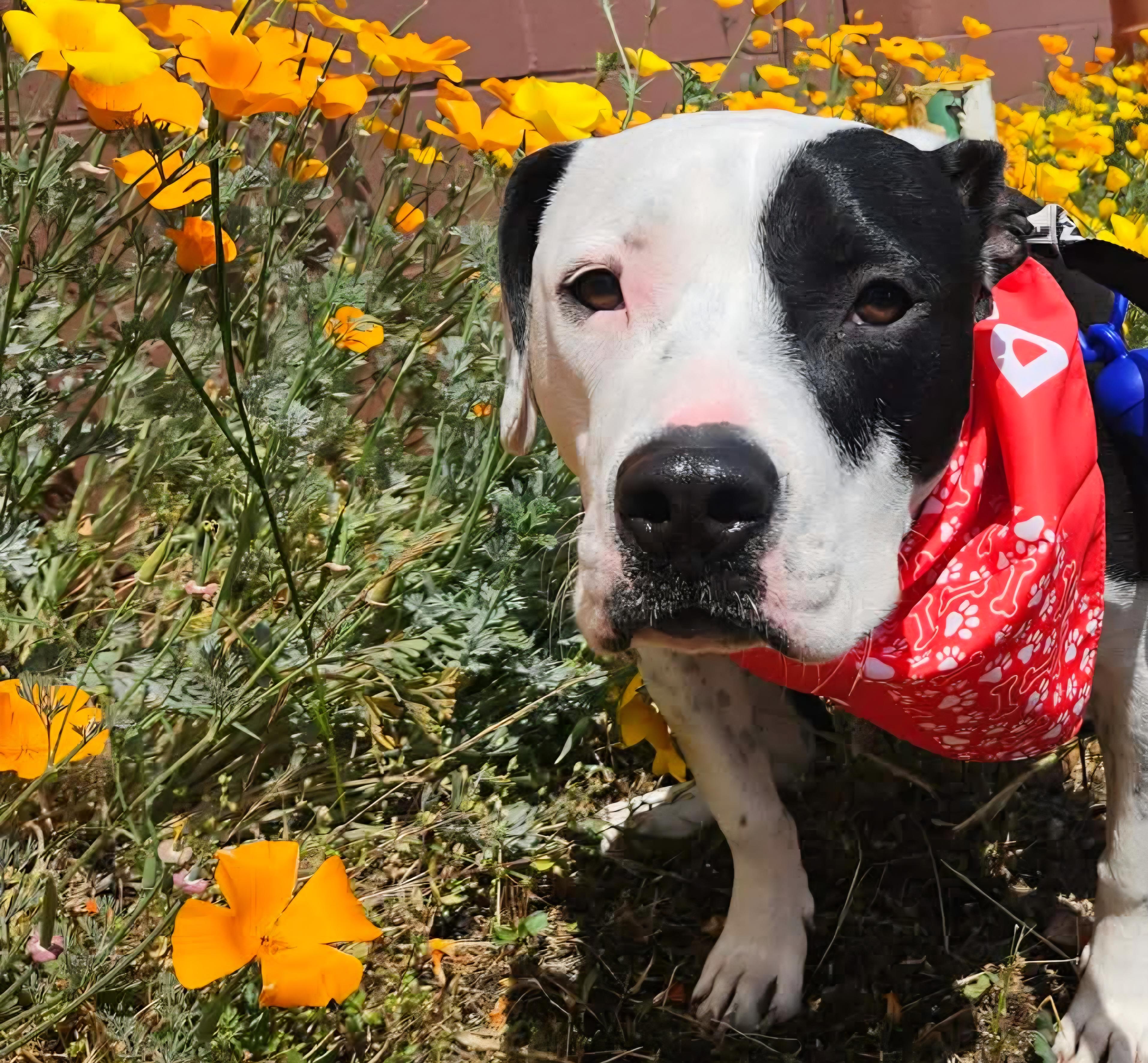 Snoopy, a Adoptable mixed breed in Roseburg, OR image 1/5