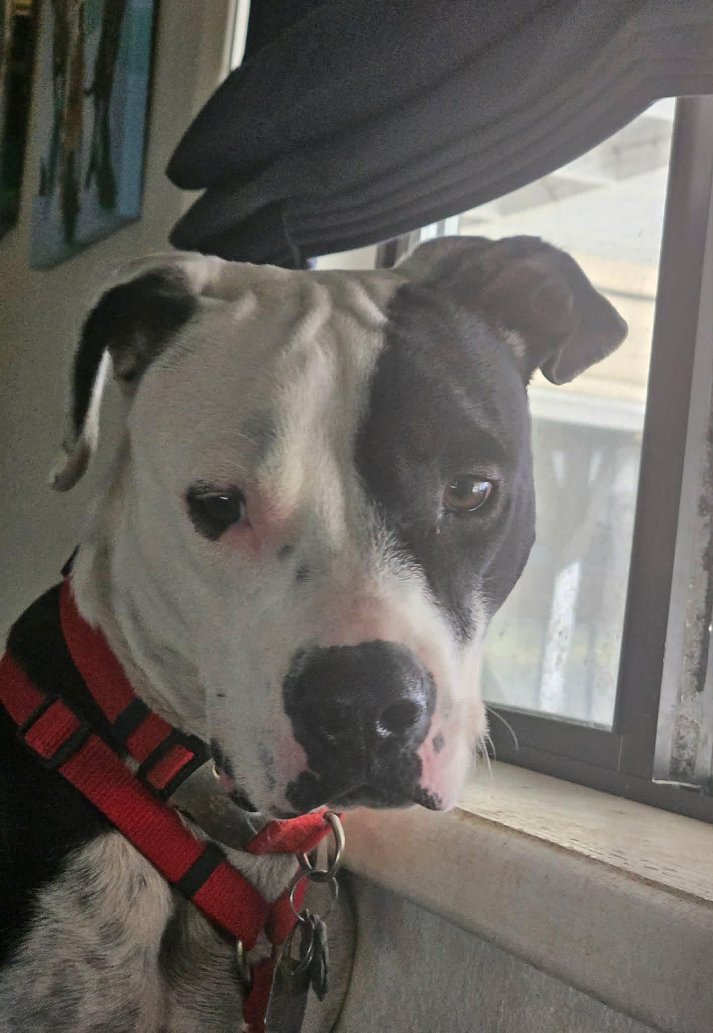 Snoopy, a Adoptable mixed breed in Roseburg, OR image 4/5