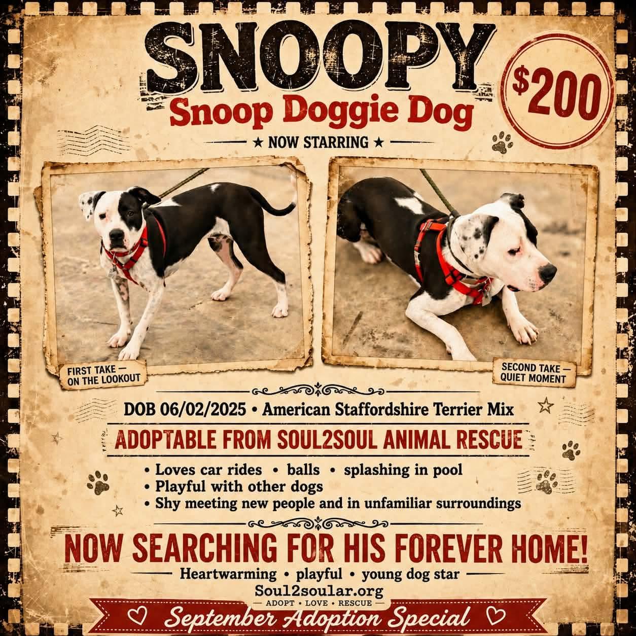 Snoopy, Adoptable, Young Male American Staffordshire Terrier.