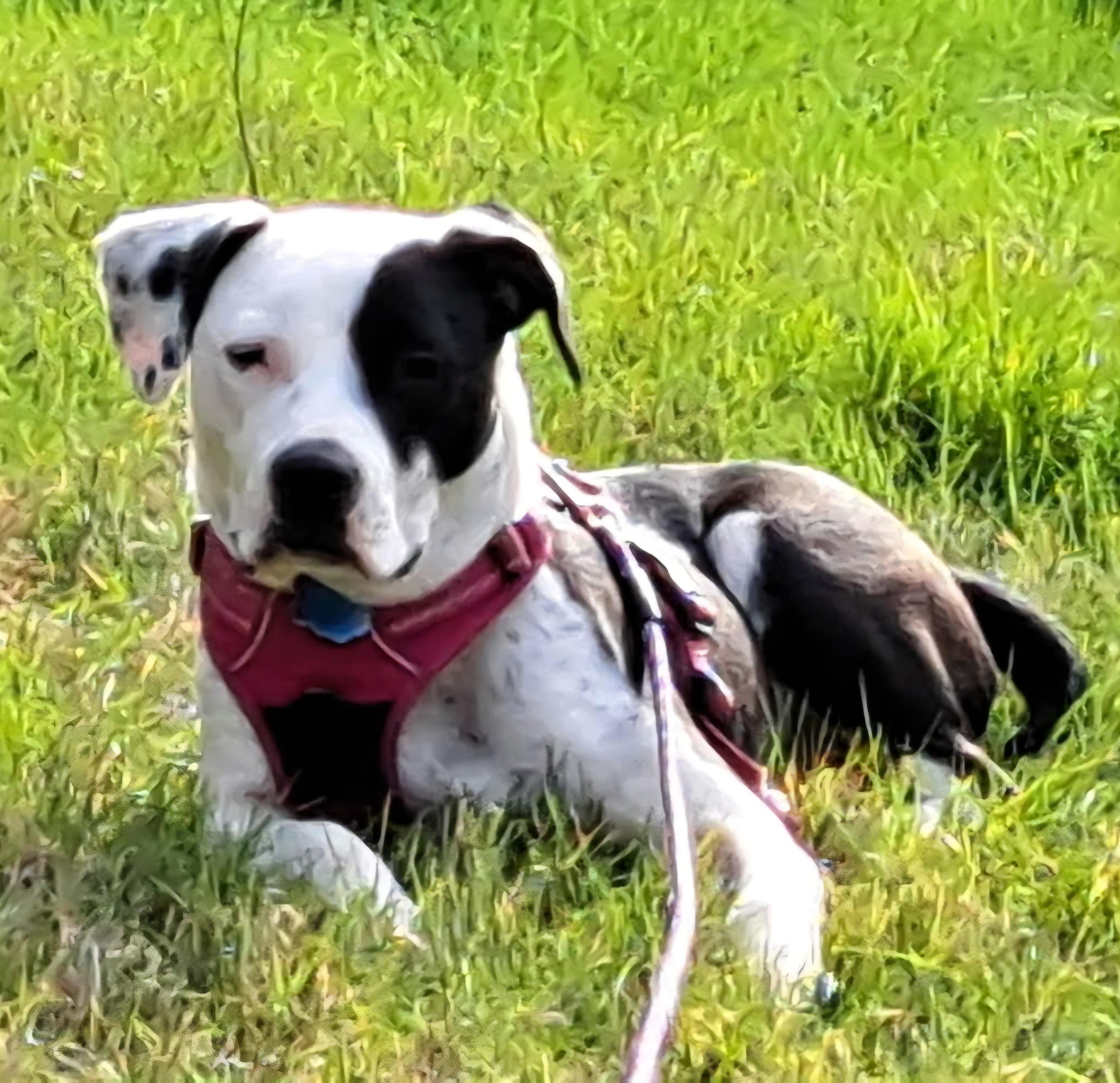 Enlarge Snoopy, a Adoptable mixed breed in Roseburg, OR image 2/6
