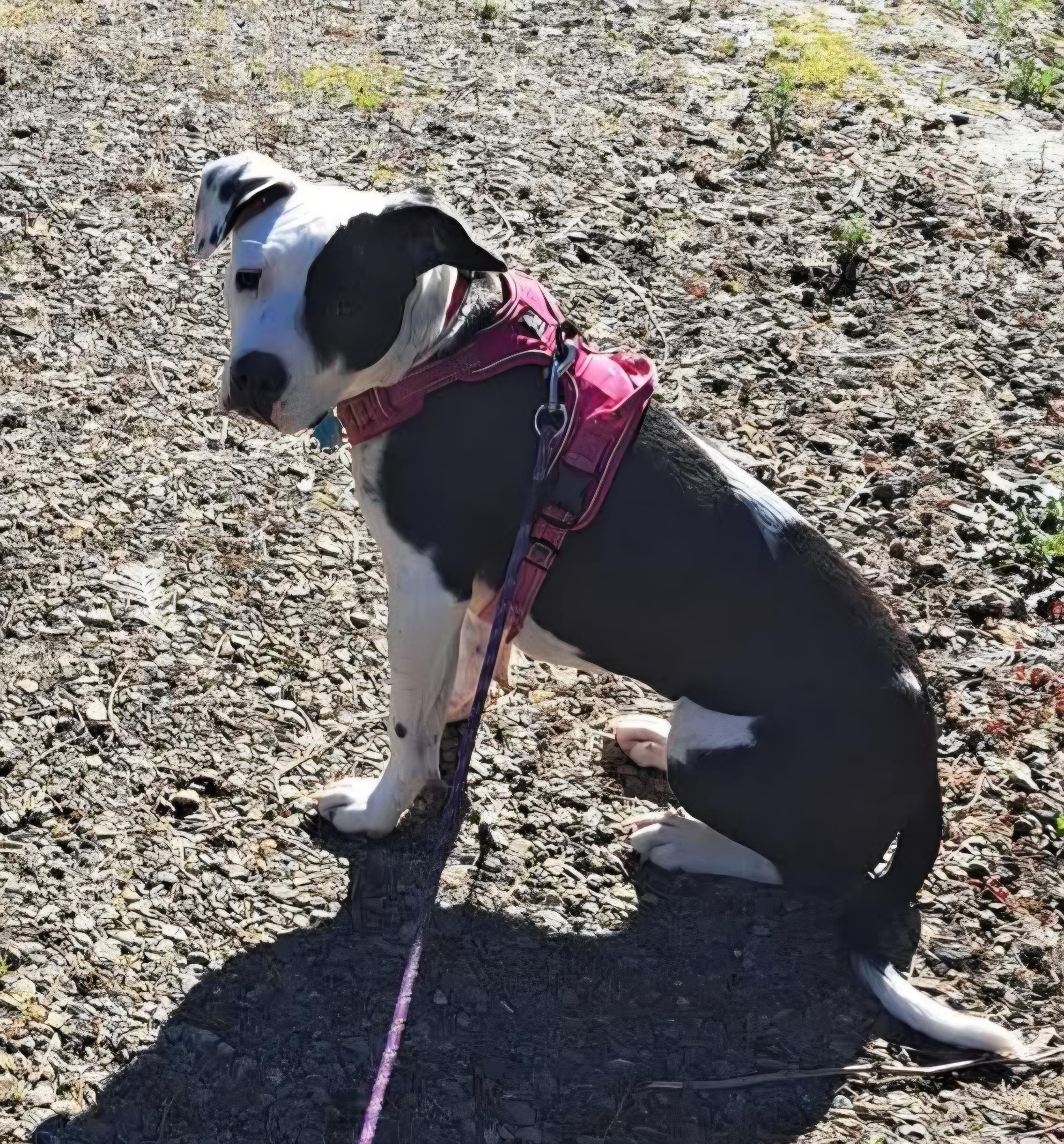 Enlarge Snoopy, a Adoptable mixed breed in Roseburg, OR image 1/6