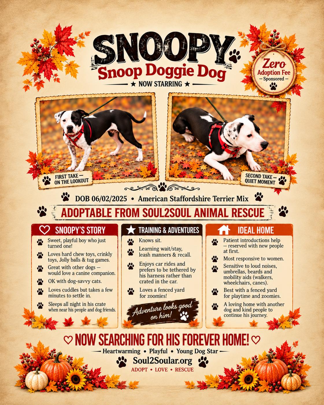 Enlarge Snoopy, a Adoptable mixed breed in Roseburg, OR image 1/6