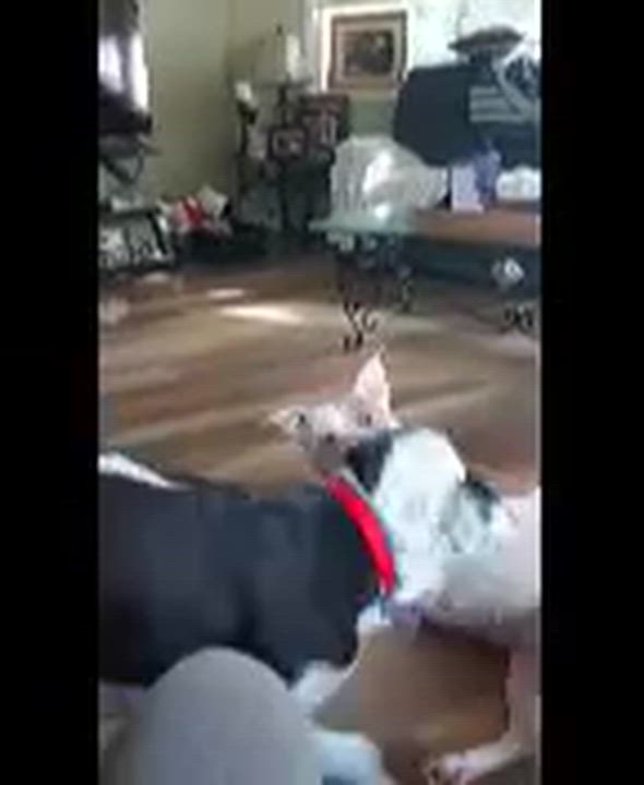 Enlarge Snoopy, a Adoptable mixed breed in Roseburg, OR video 3/6