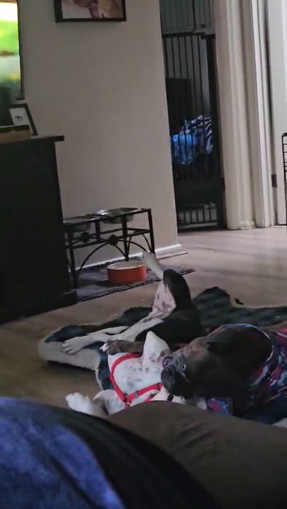 Enlarge Snoopy, a Adoptable mixed breed in Roseburg, OR video 5/5