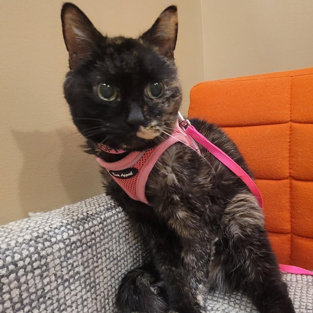 Enlarge Frappe, a Adoptable Domestic Long Hair in Sparks, NV image 1/4