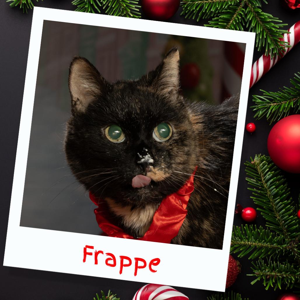 Enlarge Frappe, a Adoptable Domestic Long Hair in Sparks, NV image 2/4