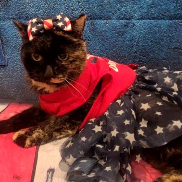 Enlarge Frappe, a Adoptable Domestic Long Hair in Sparks, NV image 4/4