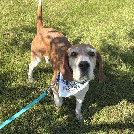 Boomerang, an adopted Mixed Breed in Canal Winchester, OH image 1/4