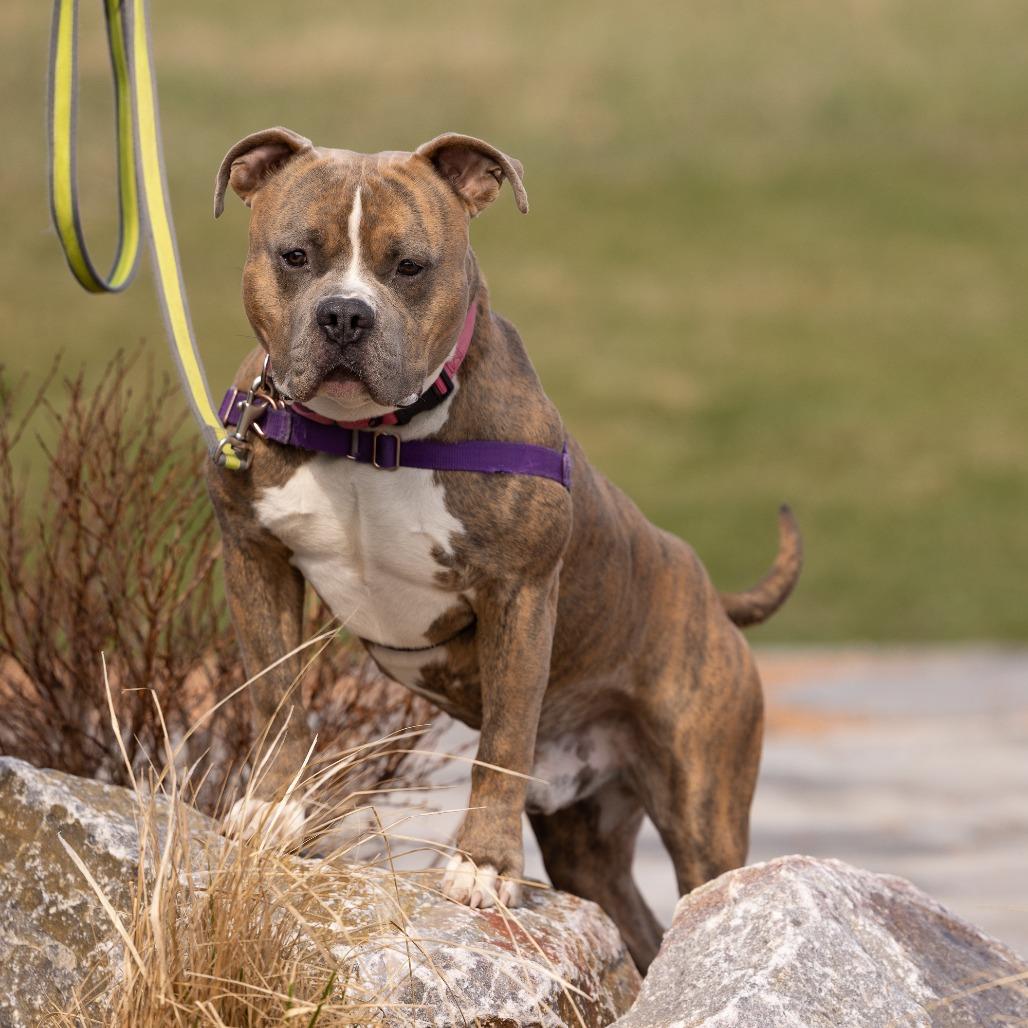 Enlarge Rico, a Adoptable Mixed Breed in Waukesha, WI image 1/6