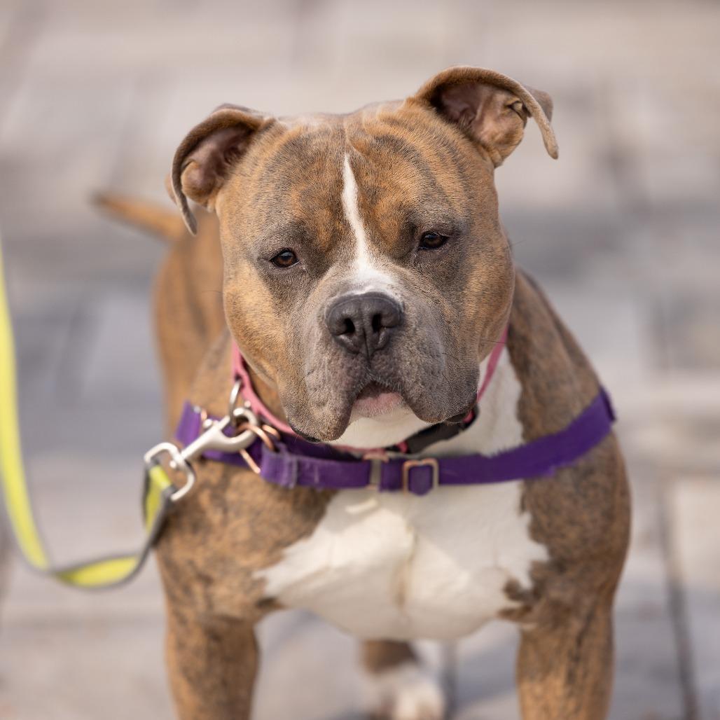 Enlarge Rico, a Adoptable Mixed Breed in Waukesha, WI image 2/6