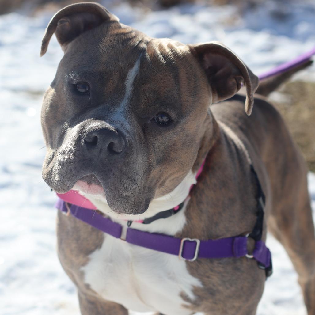 Enlarge Rico, a Adoptable Mixed Breed in Waukesha, WI image 1/4