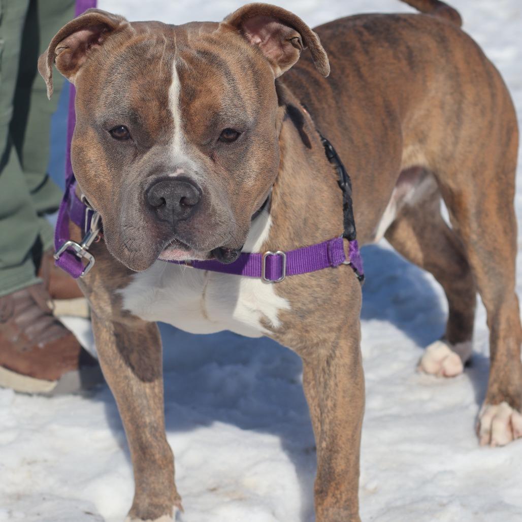 Enlarge Rico, a Adoptable Mixed Breed in Waukesha, WI image 2/4