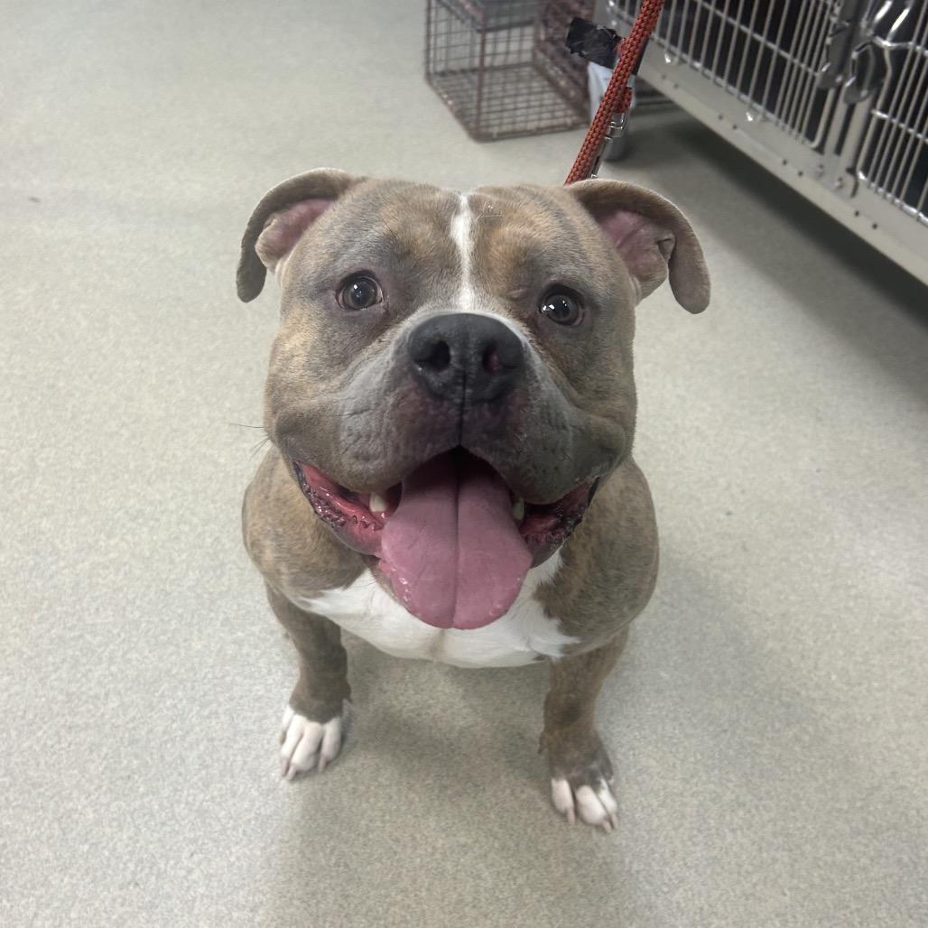 Enlarge Rico, a Adoptable Mixed Breed in Waukesha, WI image 3/4