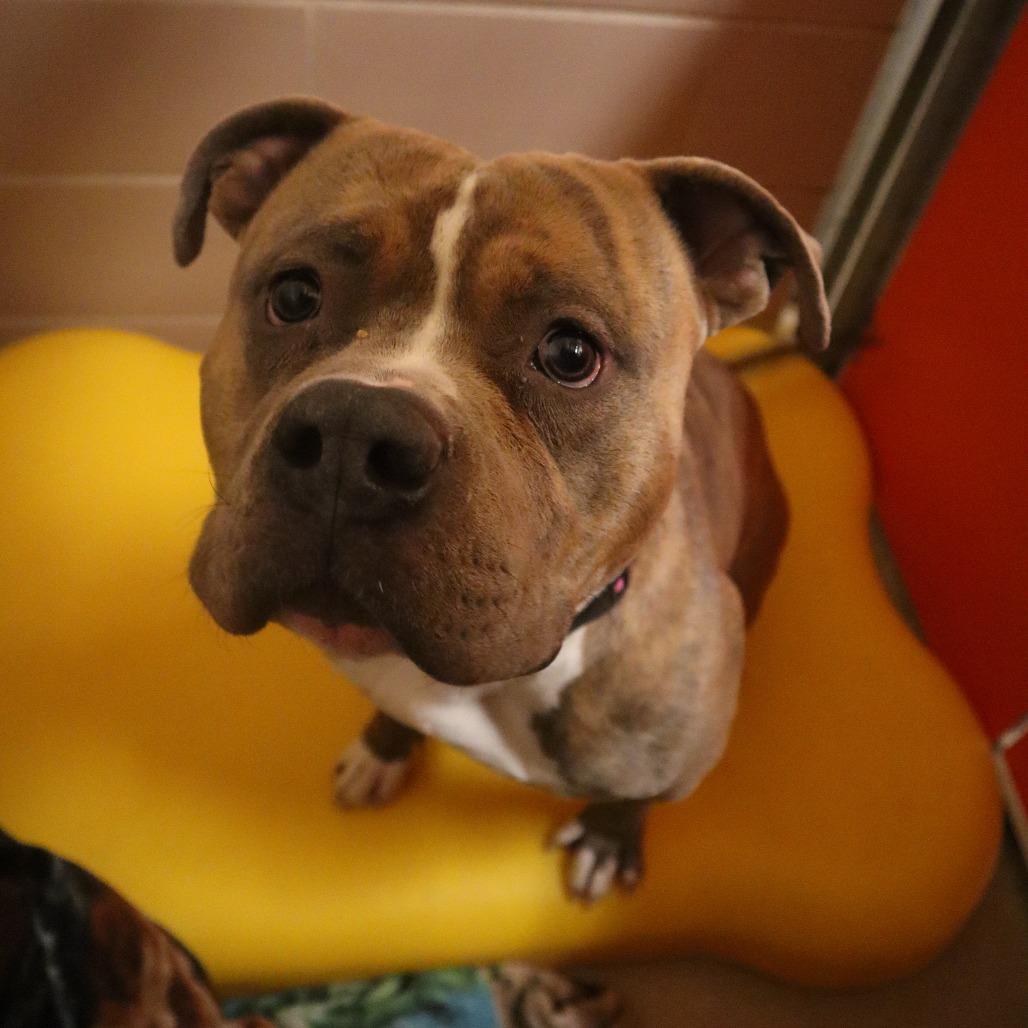 Enlarge Rico, a Adoptable Mixed Breed in Waukesha, WI image 4/4