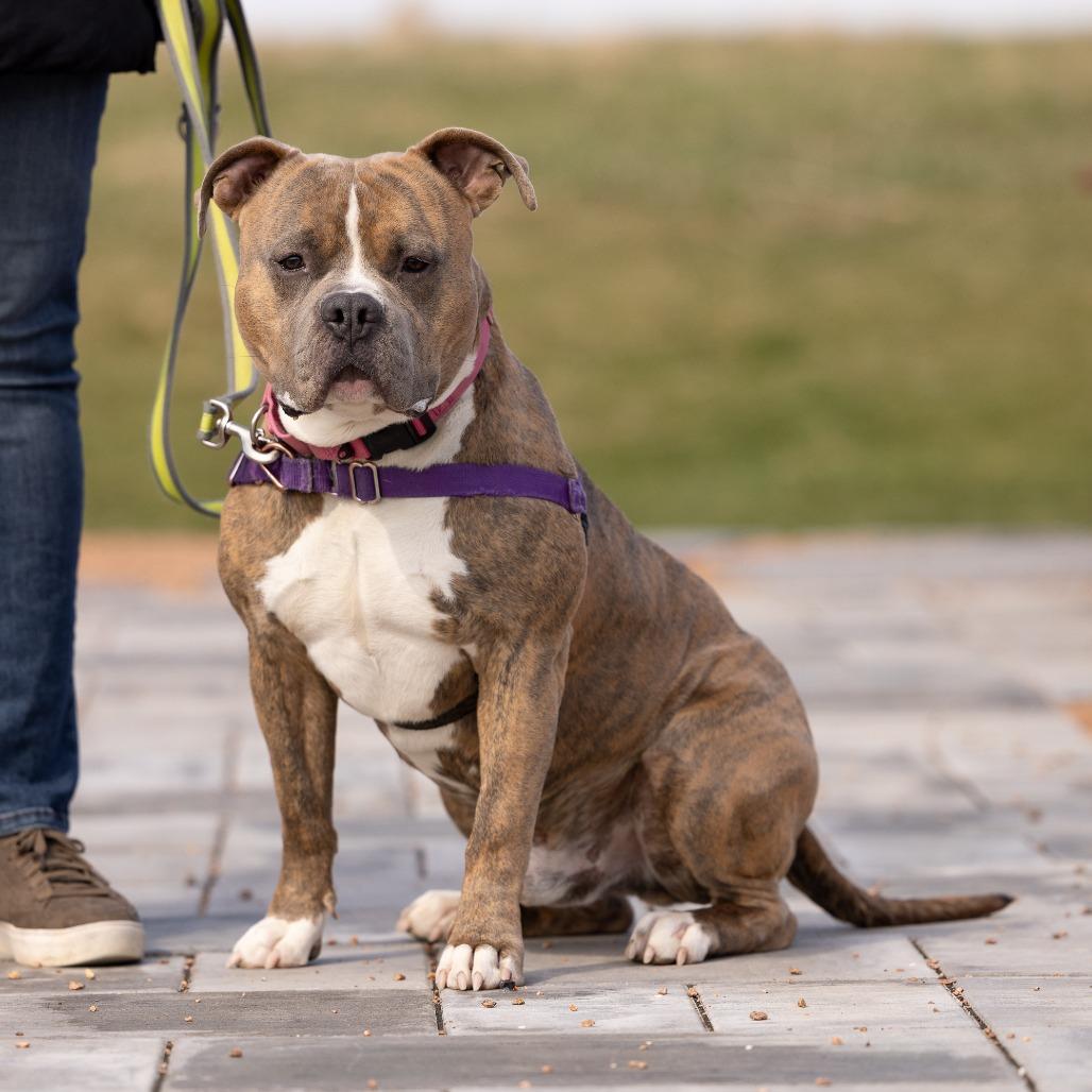 Enlarge Rico, a Adoptable Mixed Breed in Waukesha, WI image 4/6
