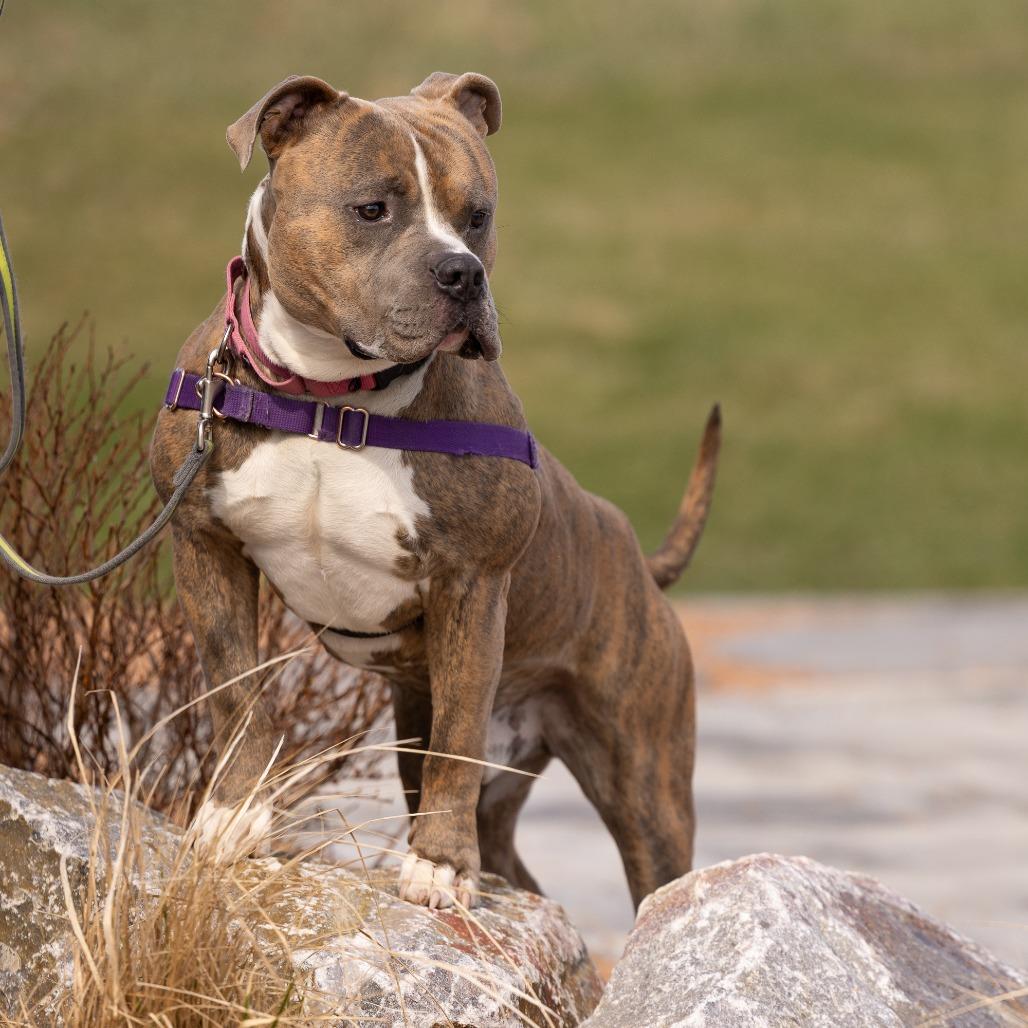 Enlarge Rico, a Adoptable Mixed Breed in Waukesha, WI image 5/6