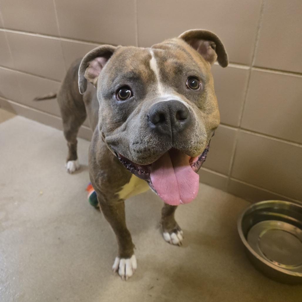 Enlarge Rico, a Adoptable Mixed Breed in Waukesha, WI image 6/6