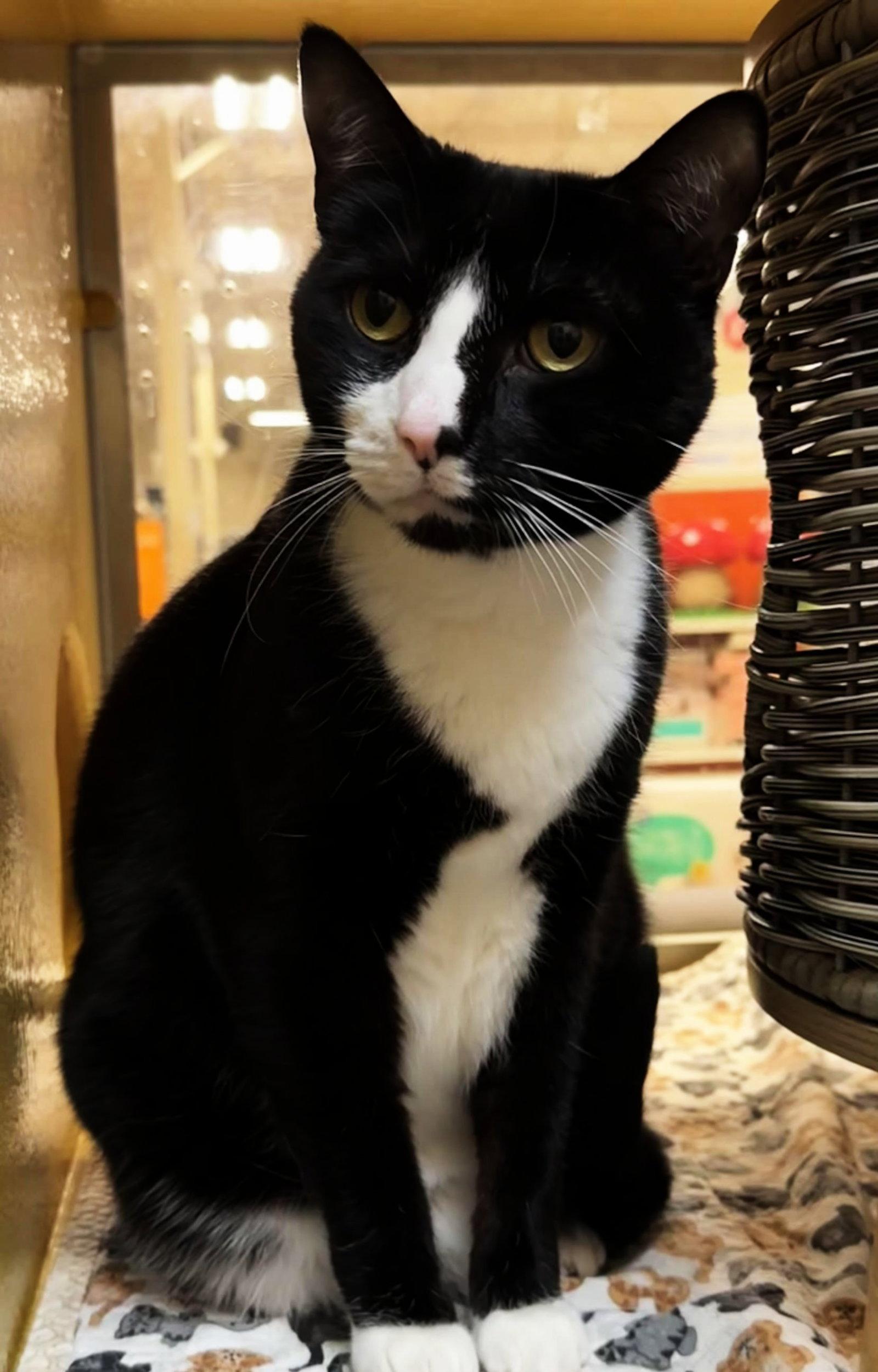 viola, Adoptable, Adult Female Tuxedo & Domestic Short Hair.