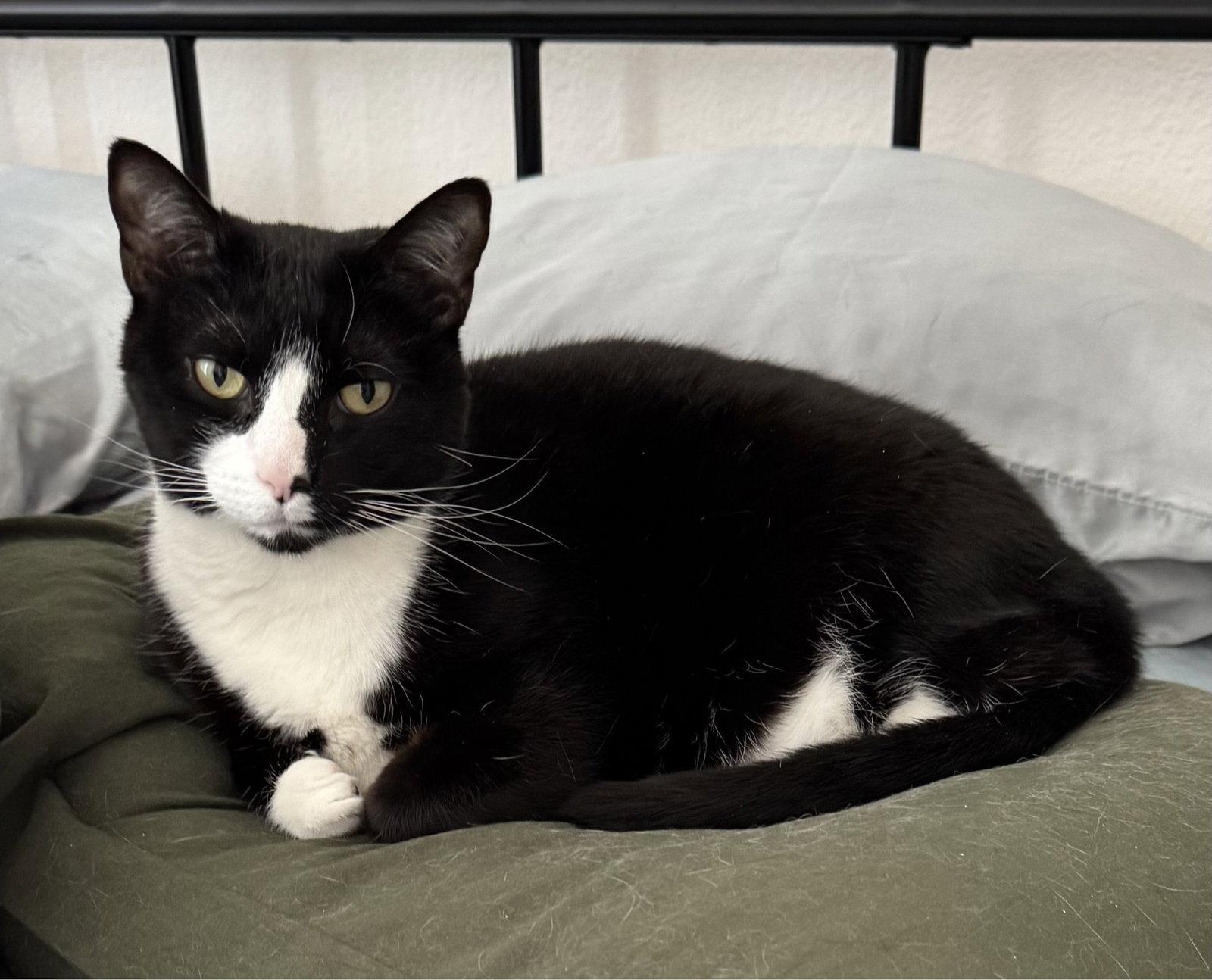 viola, a Adoptable mixed breed in San Jose, CA image 2/3