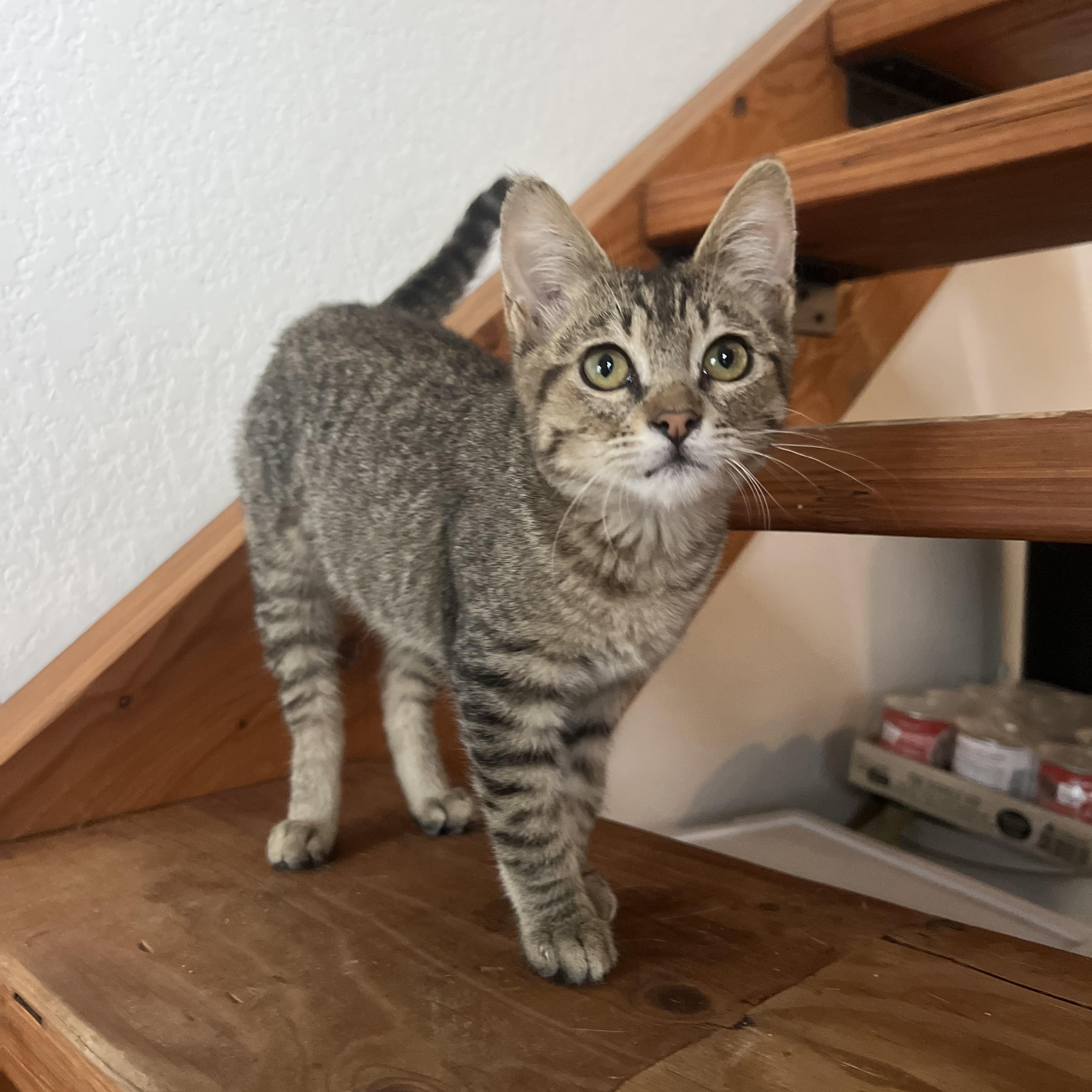 Enlarge Meadow, a Adopted Domestic Short Hair in San Diego, CA image 4/5