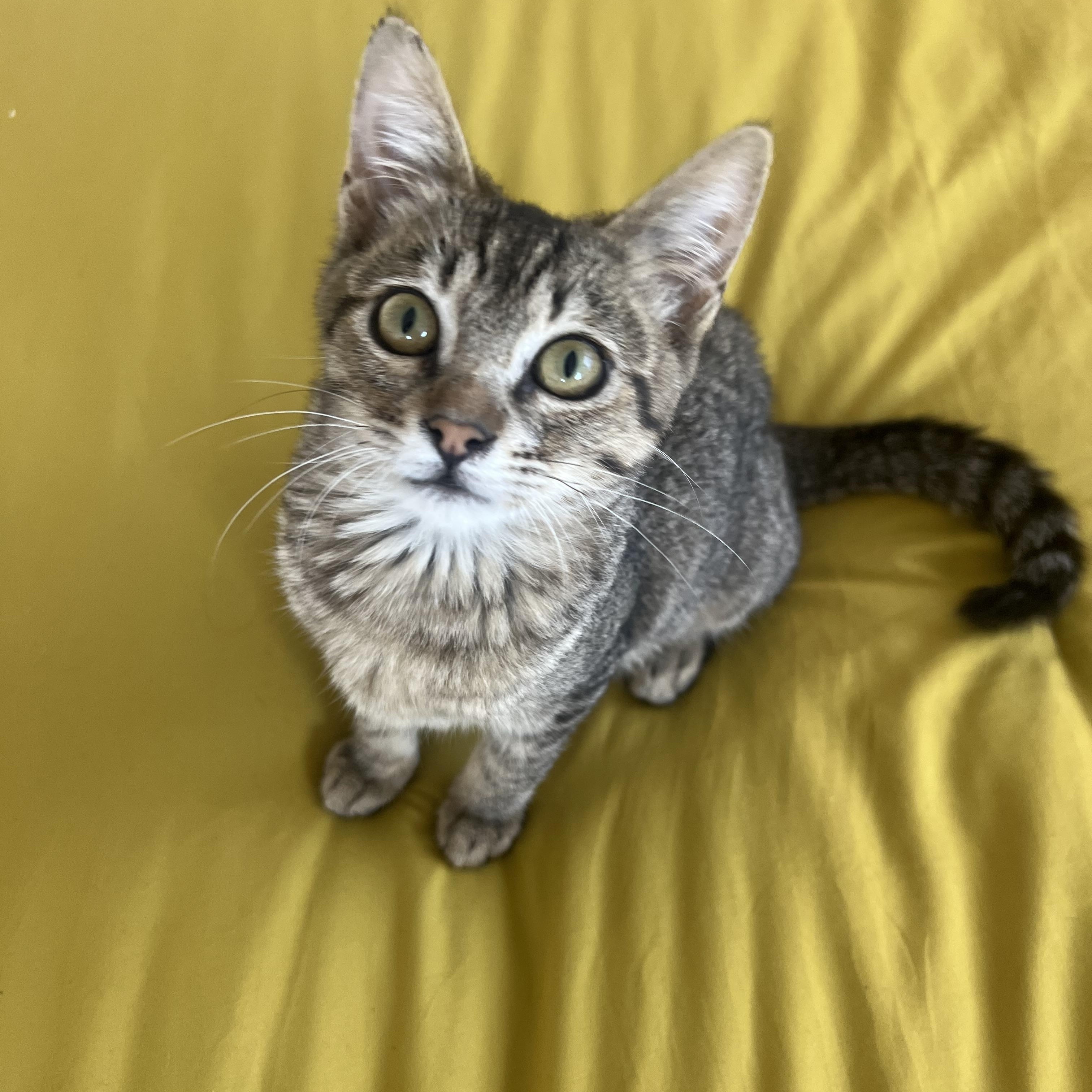 Enlarge Meadow, a Adopted Domestic Short Hair in San Diego, CA image 1/5