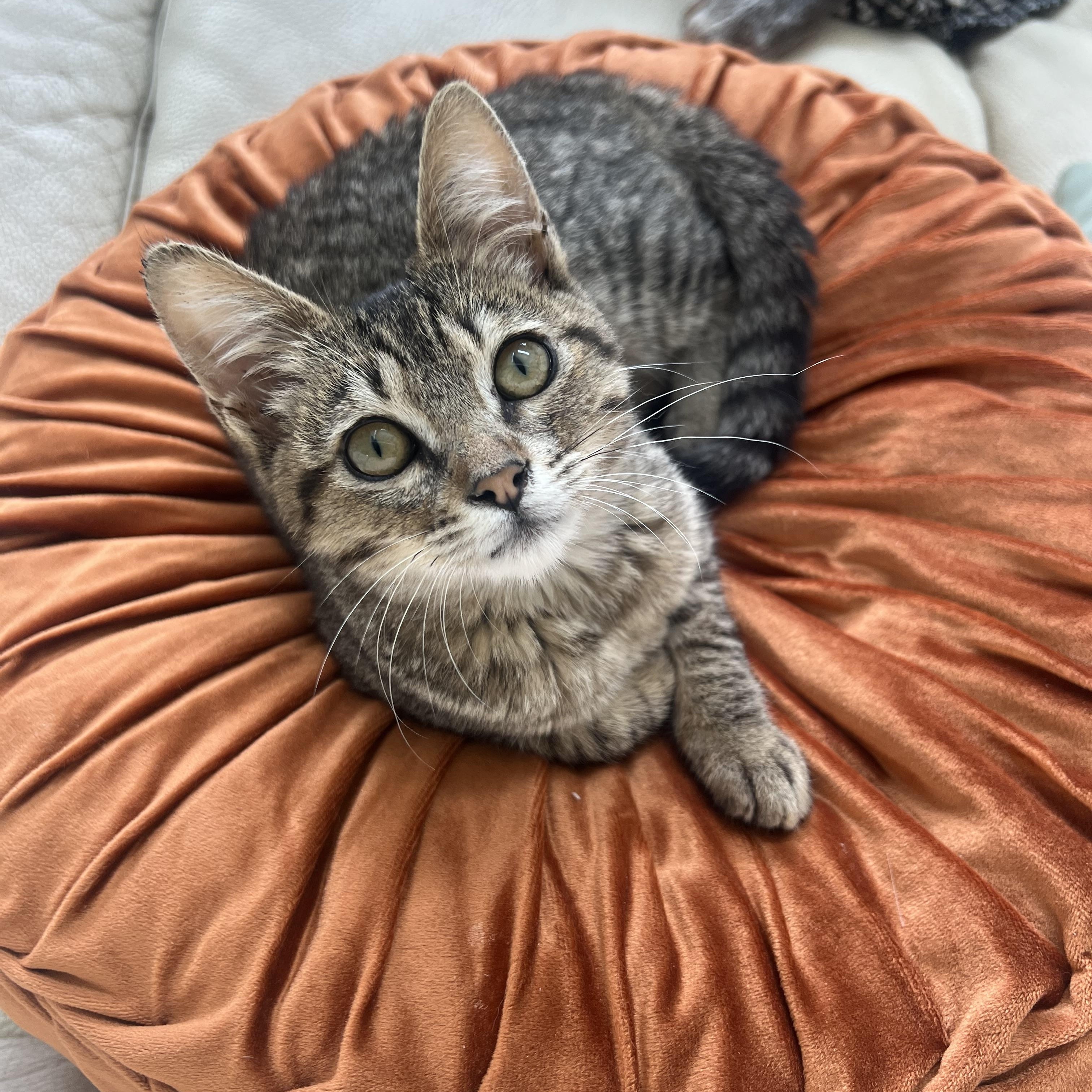 Enlarge Meadow, a Adopted Domestic Short Hair in San Diego, CA image 3/5